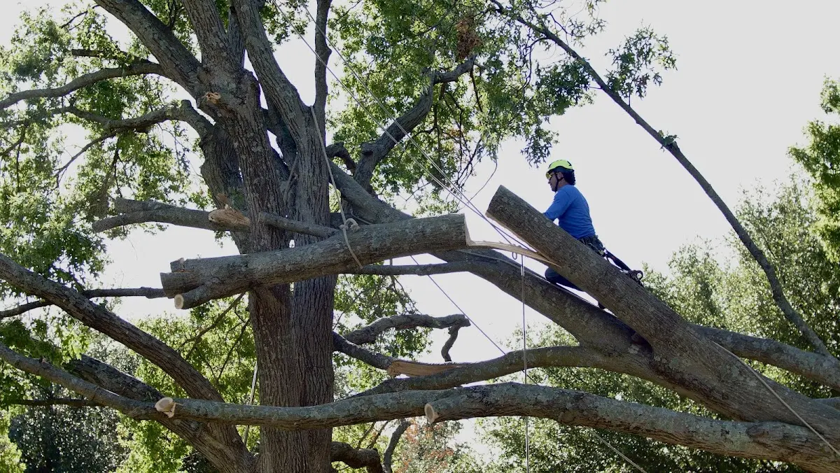 Professional Hazardous Tree Removal performed by certified arborists in Ohio