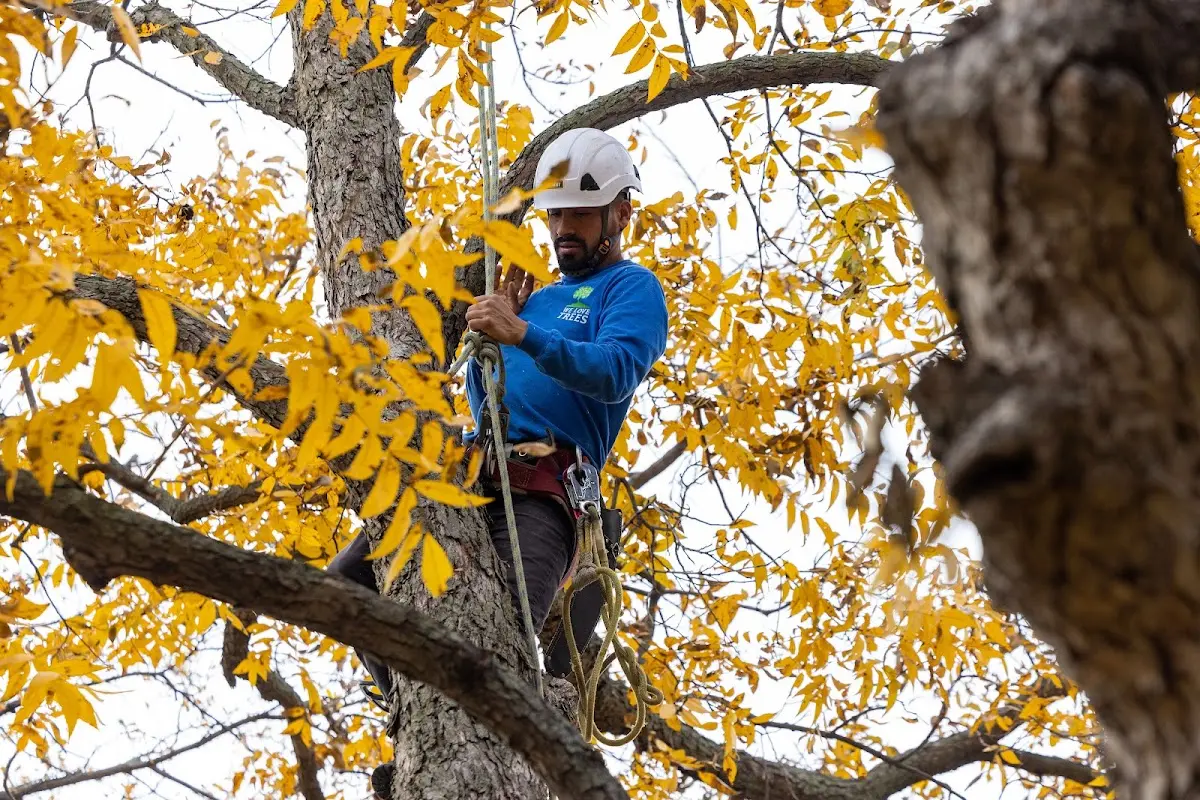 Skilled Tree Pruning crew working in Ohio